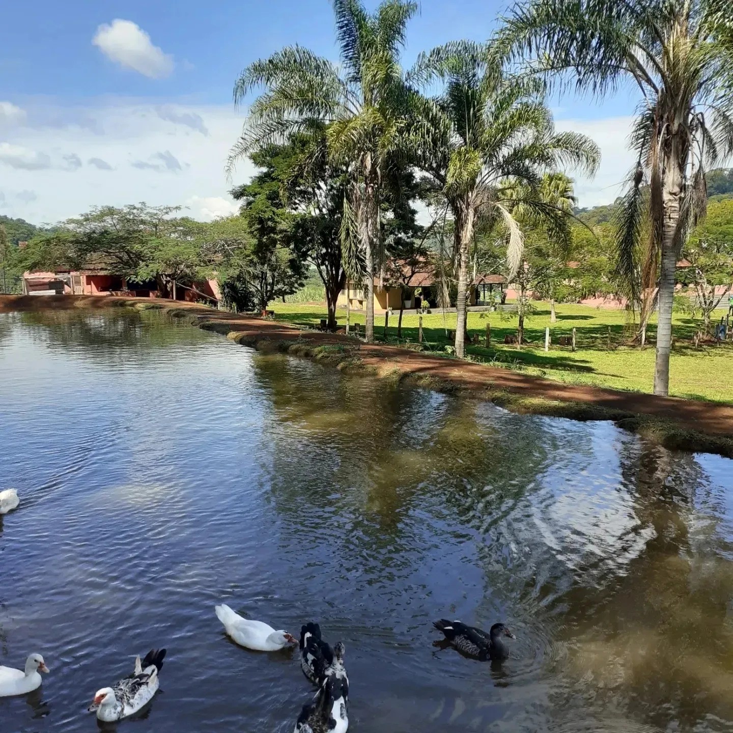 FAZENDA MORRO AZUL3