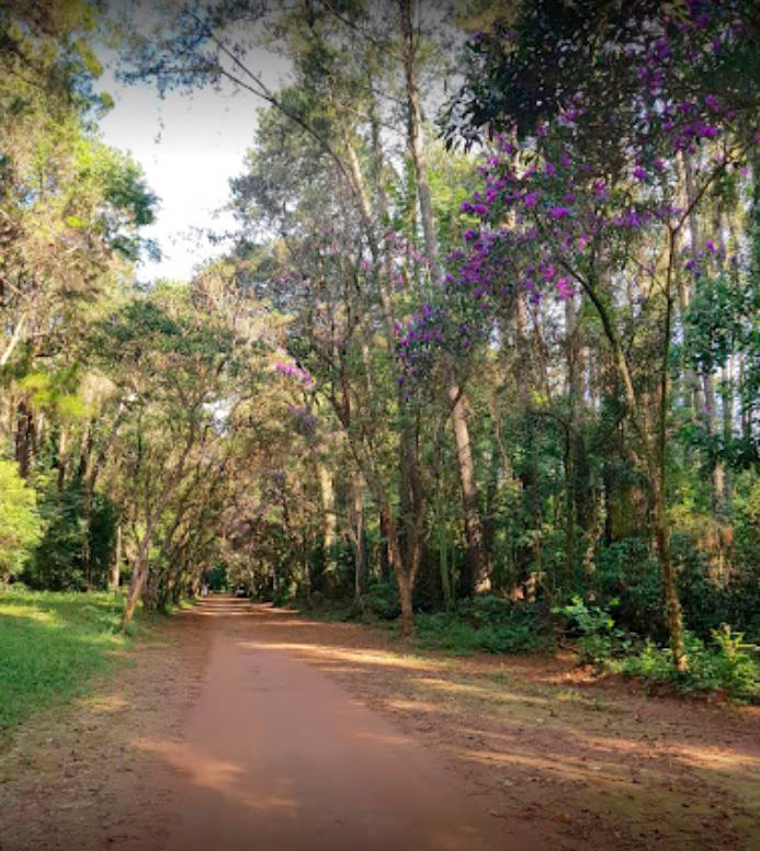 FLORESTA ESTADUAL